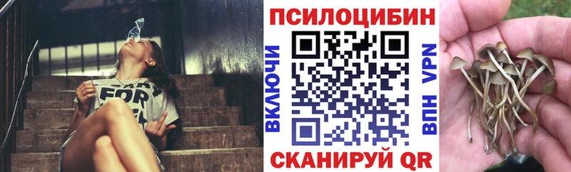 дарк нет наркотические препараты  продажа наркотиков  Сычёвка  Псилоцибиновые грибы Psilocybe 
